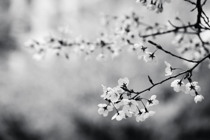 high contrast black and white photos
